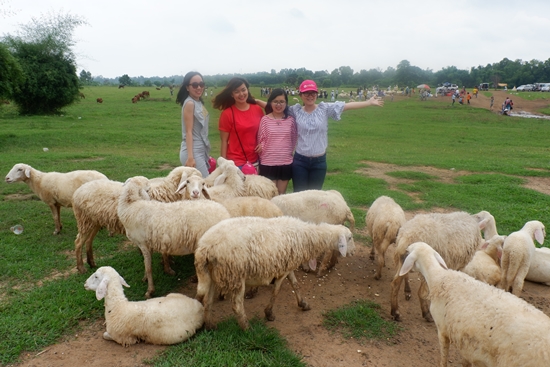 Đồng cừu suối Nghệ